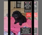 Small Morkie Poo (Toy)