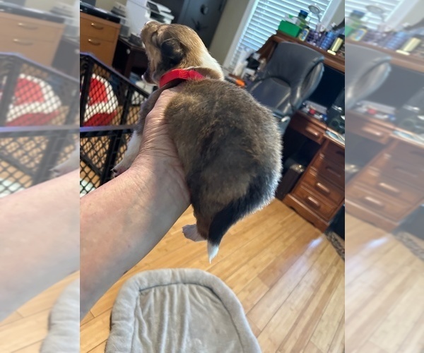 Medium Photo #6 Collie Puppy For Sale in HIGH POINT, NC, USA