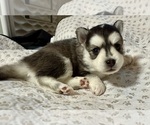 Small #2 Pomsky