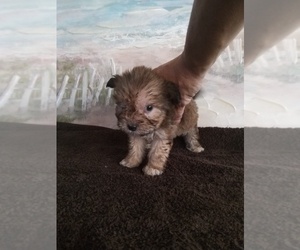 Morkie Puppy for sale in LAKELAND, FL, USA
