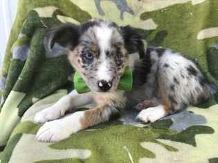 Australian Shepherd Puppy for sale in QUARRYVILLE, PA, USA