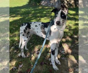 Dalmatian-Great Dane Mix Dogs for adoption in Unionville, PA, USA