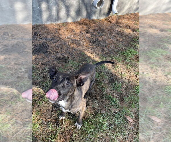 Medium Photo #2 Mutt Puppy For Sale in Evansville, IN, USA