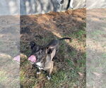 Small #1 Mutt