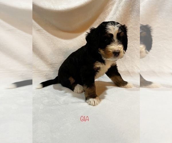 Medium Photo #4 Bernedoodle Puppy For Sale in SAINT CHARLES, IL, USA