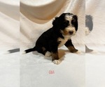 Small Photo #4 Bernedoodle Puppy For Sale in SAINT CHARLES, IL, USA