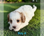 Small #5 Cavapoo (Miniature)