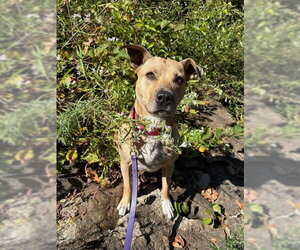 Maggie Moo - Female American Staffordshire Terrier-Unknown Mix Dog for Adoption - Photo #11