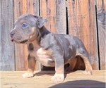 Small Photo #7 American Bully Puppy For Sale in LOS ANGELES, CA, USA