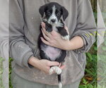 Small #3 Mutt