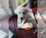 Small Photo #2 Great Pyrenees Puppy For Sale in Holly Springs, NC, USA