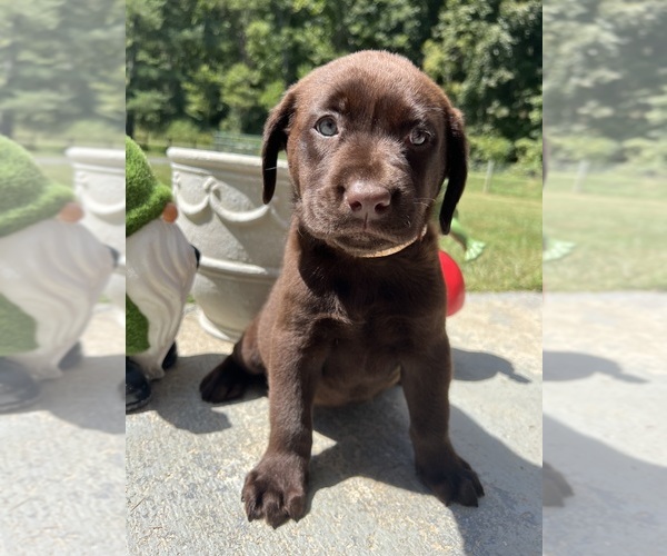 Medium Photo #3 Labrador Retriever Puppy For Sale in NEOLA, WV, USA