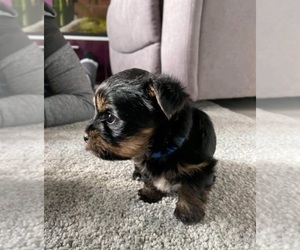Yorkshire Terrier Puppy for sale in EVANSVILLE, IN, USA