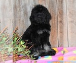 Small Photo #15 Australian Labradoodle Puppy For Sale in ASPERMONT, TX, USA