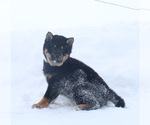 Small #2 Shiba Inu