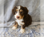 Small #3 Aussiedoodle Miniature -Miniature Bernedoodle Mix