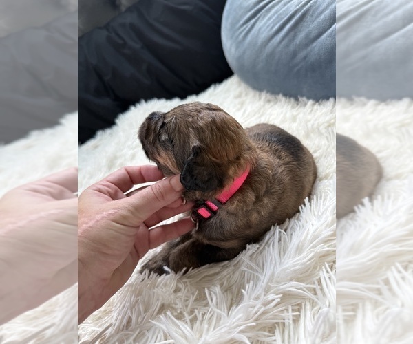 Medium Photo #97 Bernedoodle Puppy For Sale in BELMONT, NC, USA
