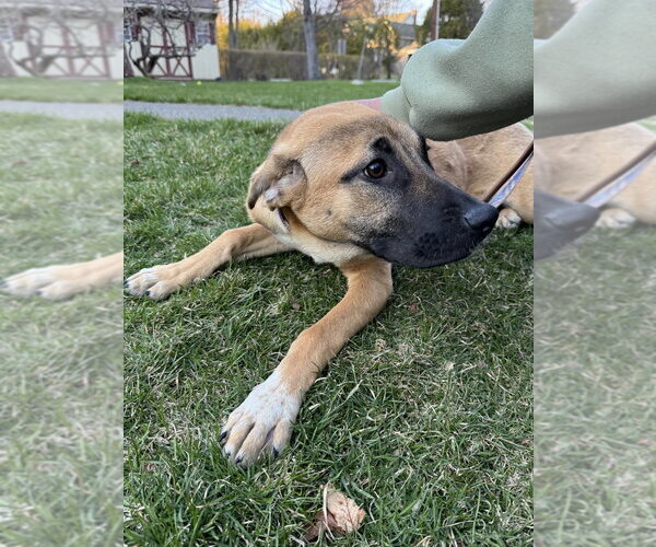 Medium Photo #4 German Shepherd Dog-Unknown Mix Puppy For Sale in Brewster, NY, USA