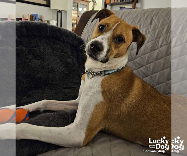 Medium Photo #4 Mutt Puppy For Sale in Washington, DC, USA