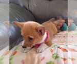 Small #4 Pembroke Welsh Corgi