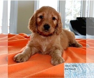 Golden Retriever-Goldendoodle Mix Puppy for sale in EVANSVILLE, IN, USA