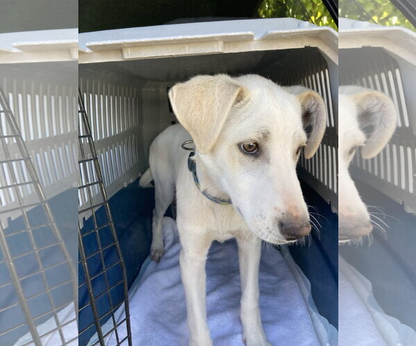 Medium Photo #5 Labrador Retriever-Unknown Mix Puppy For Sale in San Diego, CA, USA