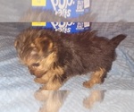Small Photo #320 Yorkshire Terrier Puppy For Sale in AKRON, OH, USA