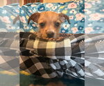 Small Photo #7 Chihuahua-Unknown Mix Puppy For Sale in Pacolet, SC, USA