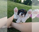 Small Photo #15 Cavapoo (Miniature) Puppy For Sale in SAINT FRANCIS, MN, USA