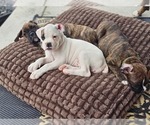 Puppy Opal Boxer