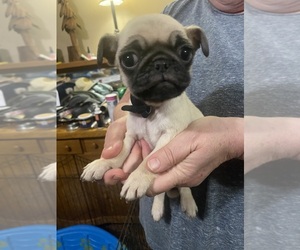 Pug Puppy for sale in ABERDEEN, WA, USA