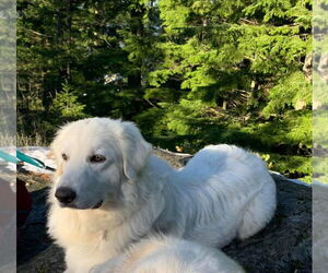 Howie - Male Great Pyrenees Dog for Adoption - Photo #4