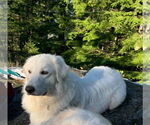 Small #9 Great Pyrenees