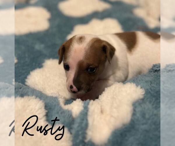 Medium Photo #1 Mutt Puppy For Sale in Newfield, NJ, USA