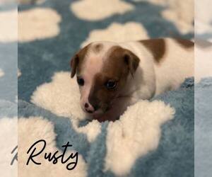 Mutt Dogs for adoption in Newfield, NJ, USA