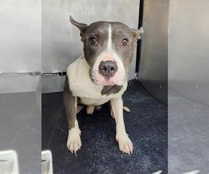 American Staffordshire Terrier-Unknown Mix Dogs for adoption in San Antonio, TX, USA