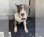 Small American Staffordshire Terrier Mix