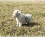 Small #8 Australian Shepherd