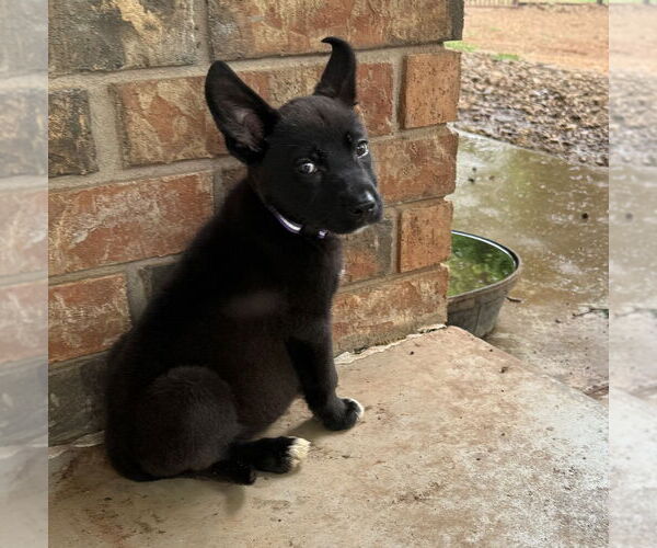 Medium Photo #2 Labrador Retriever-Unknown Mix Puppy For Sale in OKLAHOMA CITY, OK, USA