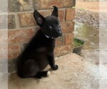Small #1 Labrador Retriever Mix
