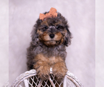 Puppy Verde Poodle (Miniature)