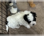Small Photo #2 ShihPoo Puppy For Sale in GLOUCESTER, VA, USA