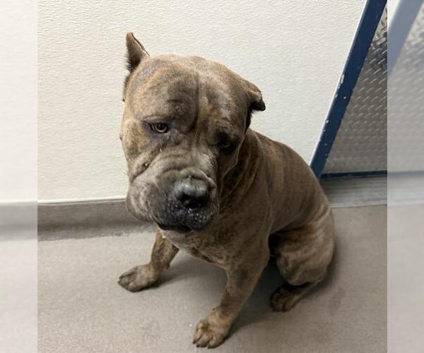 Medium Photo #1 Mutt Puppy For Sale in HESPERIA, CA, USA