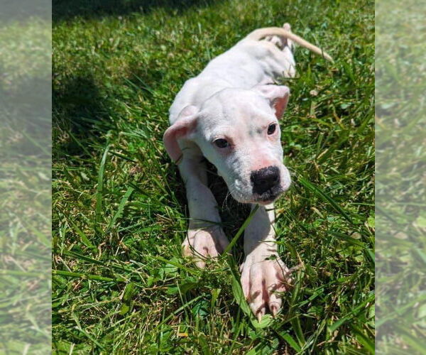 Medium Photo #26 Boxer-Unknown Mix Puppy For Sale in Germantown, OH, USA
