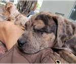 Small Photo #16 Catahoula Bulldog Puppy For Sale in MIAMI BEACH, FL, USA