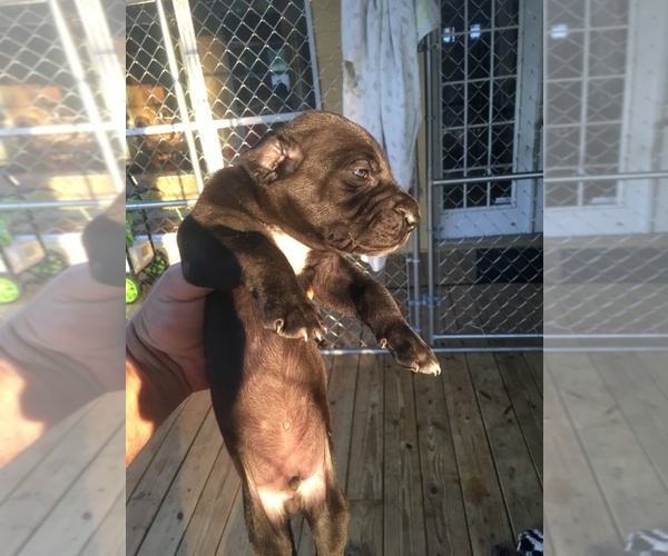 Medium Photo #5 Great Dane Puppy For Sale in RDG MNR EST, FL, USA