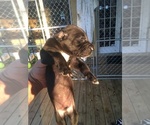 Small Photo #5 Great Dane Puppy For Sale in RDG MNR EST, FL, USA