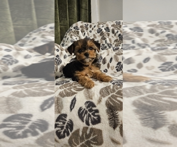 Medium Photo #2 Yorkshire Terrier Puppy For Sale in SALEM, OR, USA