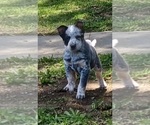 Puppy 2 Australian Cattle Dog