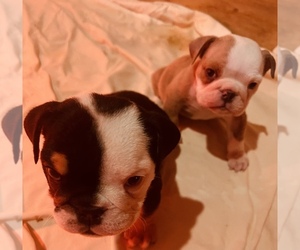 Bulldog Puppy for sale in COLUMBUS, OH, USA